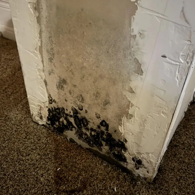 Professional Mold Removal in Littlefield, TX